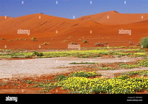 Namib desert flowers landscape hi-res stock photography and images - Alamy