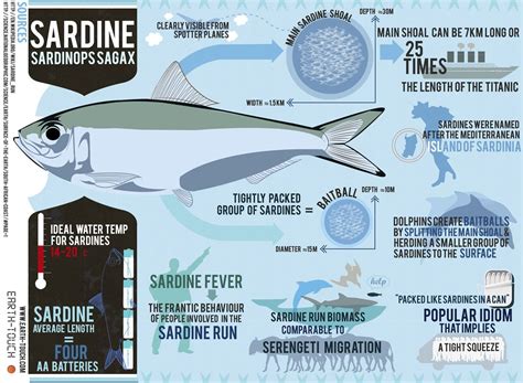 TravelComments.com Official Blog: Infographic: Sardines, the stars of ...