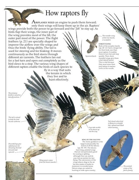 Anatomy Of Birds Prey Eagle | Birds, Prey, Eagle