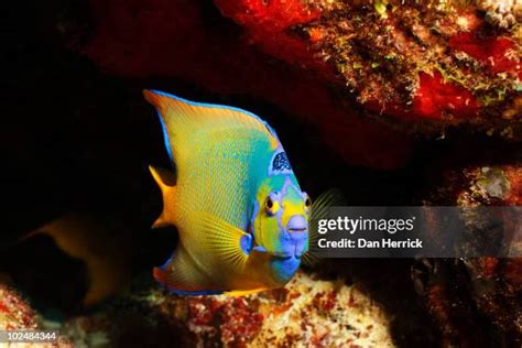 447 Queen Angelfish Stock Photos, High-Res Pictures, and Images - Getty ...