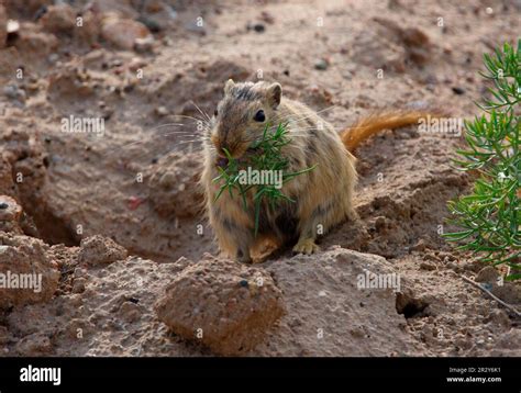 Great great gerbil (Rhombomys opimus), Great gerbils, rodents, mammals, animals, Great gerbil ...