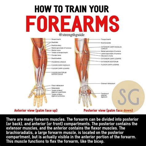 4 Powerful Workouts For Bigger Forearms - GymGuider.com | Gym workout chart, Workout chart ...