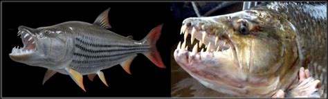 Goliath Tigerfish (Hydrocynus goliath) exhibiting their razor like... | Download Scientific Diagram