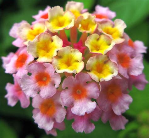 Lantana Plant Care | Hunker