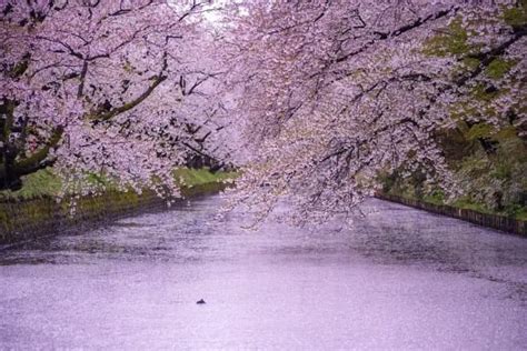 Hirosaki Castle, a Famous Cherry Blossom Spot in Aomori