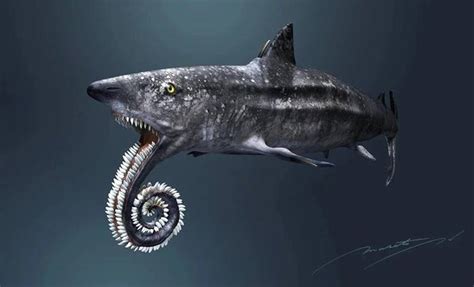 Chingum — Discover Curiosities: Helicoprion | Shark With A Chainsaw On The Lower Jaw