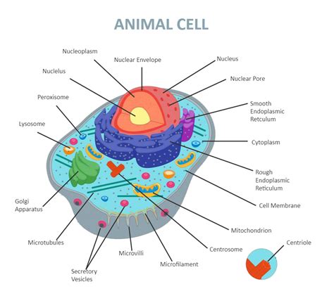 Animal Cell Diagram Labeled | EdrawMax Template