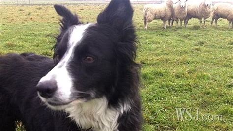 88+ Border Collie Sheep Dog Images - l2sanpiero