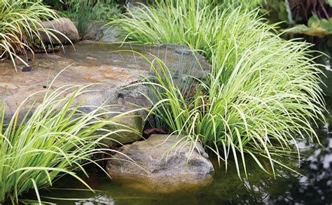 Illuminate your Pond with Shade Loving Plants - POND Trade Magazine