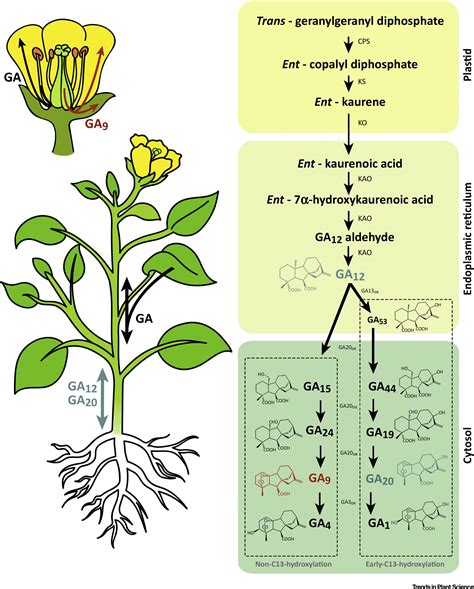 Gibberellins Stem Elongation