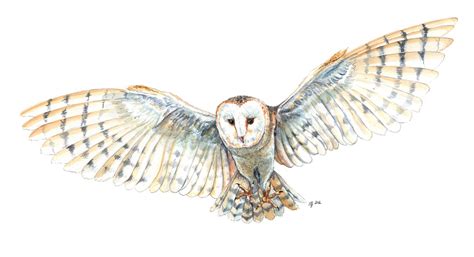 Owl In Flight Drawing at GetDrawings | Free download