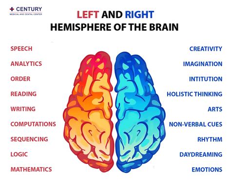 Parts Of The Left Side Of The Brain