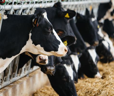 The key principles of dry cow nutrition - Agriland.ie