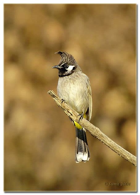 birds of nepal: himalayan bulbul in nepal