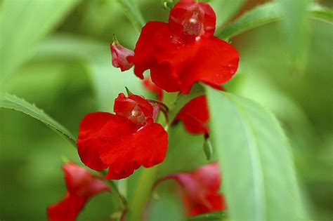 Balsam (Touch Me Not) Flowers for the Heirloom Garden