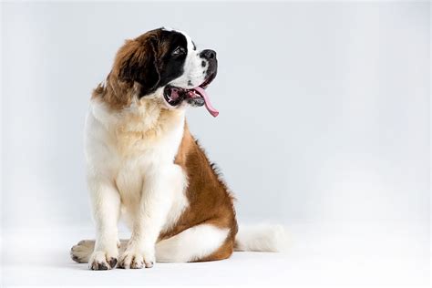 Saint Bernard Puppies: A Complete Guide for New Owners | The Dog People by Rover.com