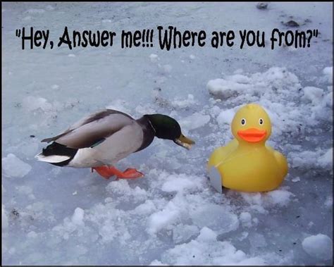 Rubber Ducky Jokes | Freeloljokes