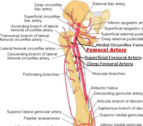 Superficial Femoral Artery – Stepwards