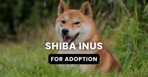 Shiba Inu Dogs & Puppies For Adoption | Petmeetly