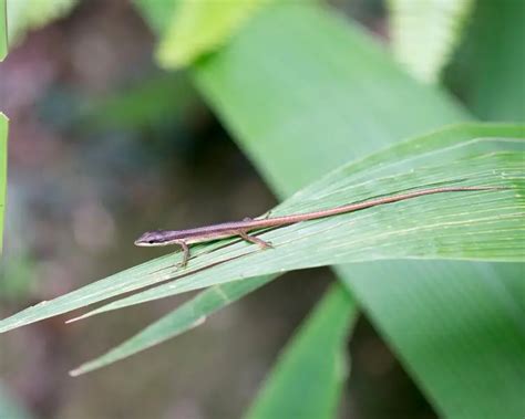 Takydromus kuehnei - Fakta, føde, habitat og billeder på Animalia.bio