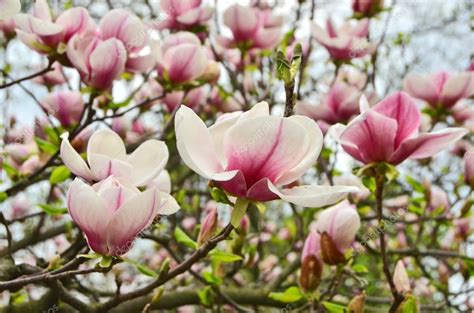 Pink magnolia blossom — Stock Photo © unkas #26194623