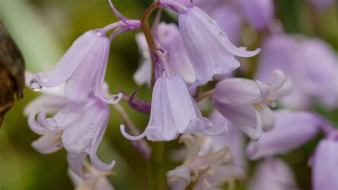 Spanish Pinkbell Bulbs for Planting - Hyacinthoides Hispanica Pink ...