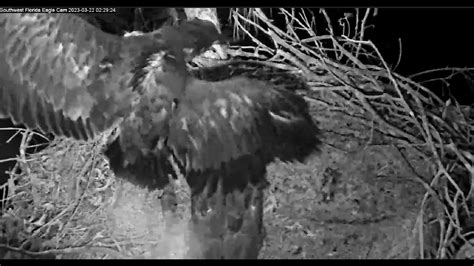 3/22/23 SWFL Eagle Nest: E22 Struck By Owl ! - YouTube