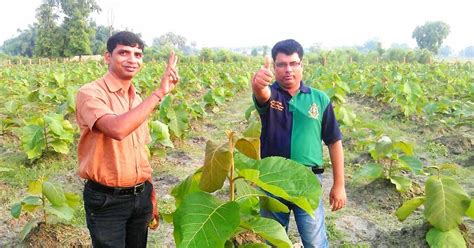 TEAK WOOD PLANTATION IN TAMILNADU: TEAK WOOD PLANTATION IN TAMILNADU