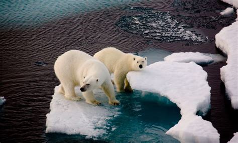 La population des ours polaires diminuera d'un tiers d'ici à 40 ans...