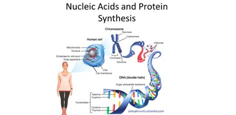 Nucleic Acids And Protein Synthesis Quiz | Attempts: 7736 - Trivia ...