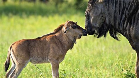 Baby African Safari Animals