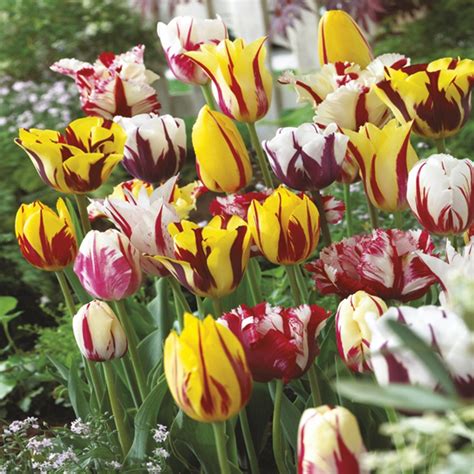 Autumn Planting Tulip Rembrandt Flower Bulb Mix from DT Brown Seeds , D. T. Brown Autumn ...