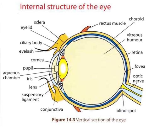 The Anatomy of the Human Ey : Biological Science Picture Directory – Pulpbits.net