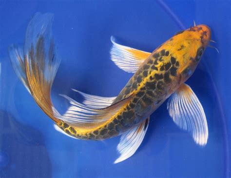 Butterfly Koi Fish | butterfly matsubu dragon scale $ 75 00 domestic butterfly koi #koifish ...