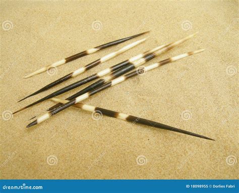 Porcupine Quills Royalty-Free Stock Photography | CartoonDealer.com ...