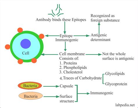 Chapter 3: Immunogen and Antigen - Labpedia.net