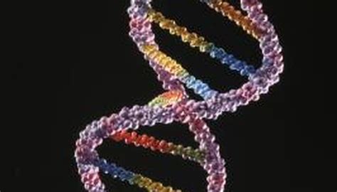 Difference Between Mutation & Genetic Drift | Sciencing