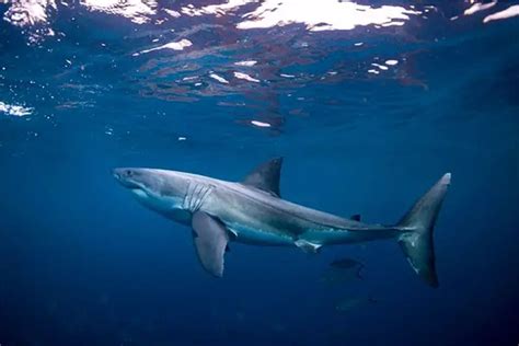 Are There Great White Sharks In Maui Hawaii? - Mauihacks