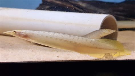 Green Eel – Pier Aquatics