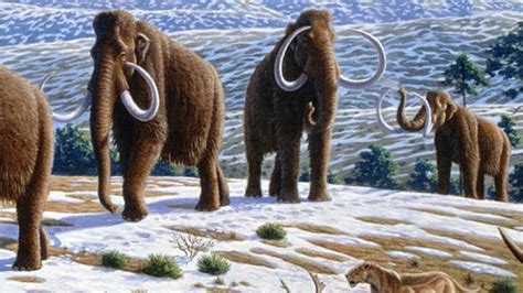 Blueprint for a Woolly Mammoth | CBC Radio