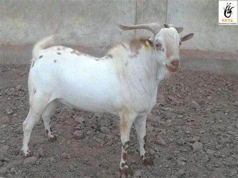 Barbari Goat at best price in Aurangabad by Faisal Goat Farms | ID: 8777568133