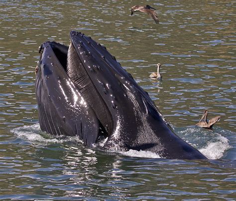 Baleen Humpback Whale | Listen to the Humpback Whale song he… | Flickr