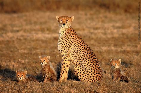 Cheetah Facts For Kids & Adults: Awesome Information, Pictures & Video