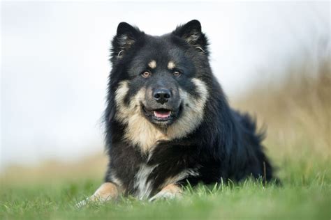 Herding Dog Breeds | The Smart Dog Guide