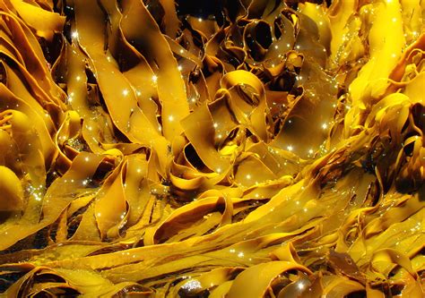 The Wonderful World of Kelp - Outdoor Revival