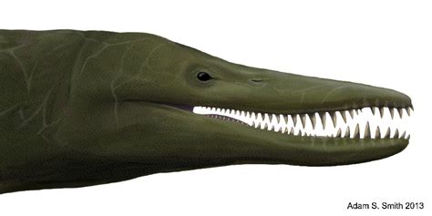 Pliosaurus Pictures & Facts - The Dinosaur Database