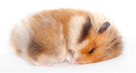 Do Hamsters Hibernate? A Guide To Hamster Hibernation