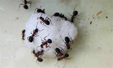 How To Control Black Sugar Ants in the Home & Garden - Wilson Bros Gardens