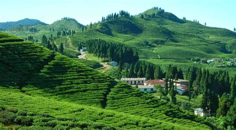 Antu Danda Ilam Tea Garden Tour :: View Nepal Treks & Expedition