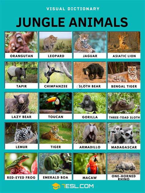 Jungle Animals | 20 Animals that Live in the Jungle and Their Interesting Facts • 7ESL | Jungle ...